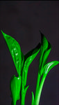 玉簪