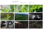茶园茶叶炒茶