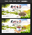 白茶