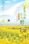 油菜花
