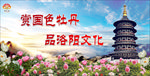 洛阳牡丹花节图片