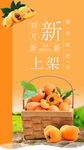 枇杷图片