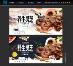 灵芝