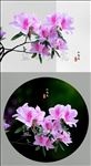 杜鹃花