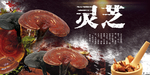 灵芝展板