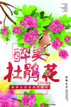 杜鹃花杜鹃节
