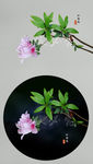 杜鹃花