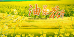 油菜花