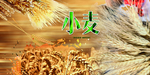 小麦