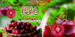 樱桃