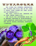 红薯葛根宣传画
