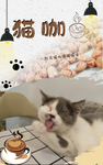 猫咖