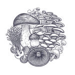 蘑菇菌类线描素描素材