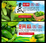黄瓜