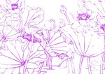 清丽荷花 美工画