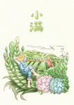 小满节气插画手绘