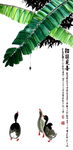 鸭子