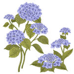 绣球花绣球手绘插画