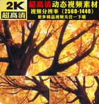 秋天金秋大树枫树林枫叶视频素材