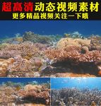 海底世界珊瑚海鱼游动实拍视频