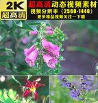 春天春季植物鲜花小草生长视频
