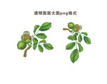 手绘核桃