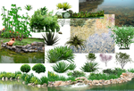 水生植物