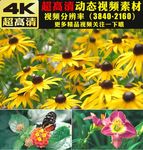 4K春暖花开极品鲜花花朵视频