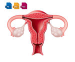 女性子宫卵巢构造矢量图