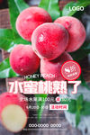 水蜜桃海报 桃子海报 大桃海报