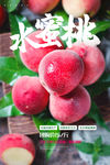 桃子海报 水蜜桃海报 桃子熟了
