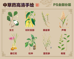 中草药手绘