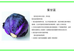 紫甘蓝