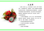 火龙果