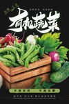 有机蔬菜海报 蔬菜 青菜海报