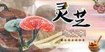 灵芝图片