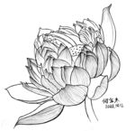 荷花一朵