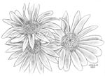 菊花三个
