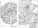花卉写生一图
