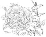玫瑰花2