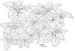 草叶子0915
