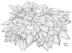 草本叶子0929