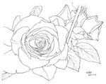 月季花