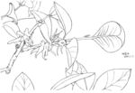 树叶开花