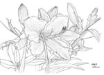 花卉绘画