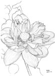 荷花莲花