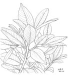 枇杷叶子