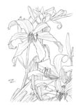 花卉绘画