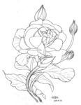 花儿