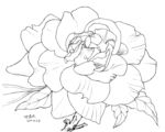 花卉0122